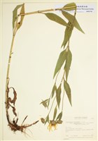 藏品(納氏向日葵)的圖片